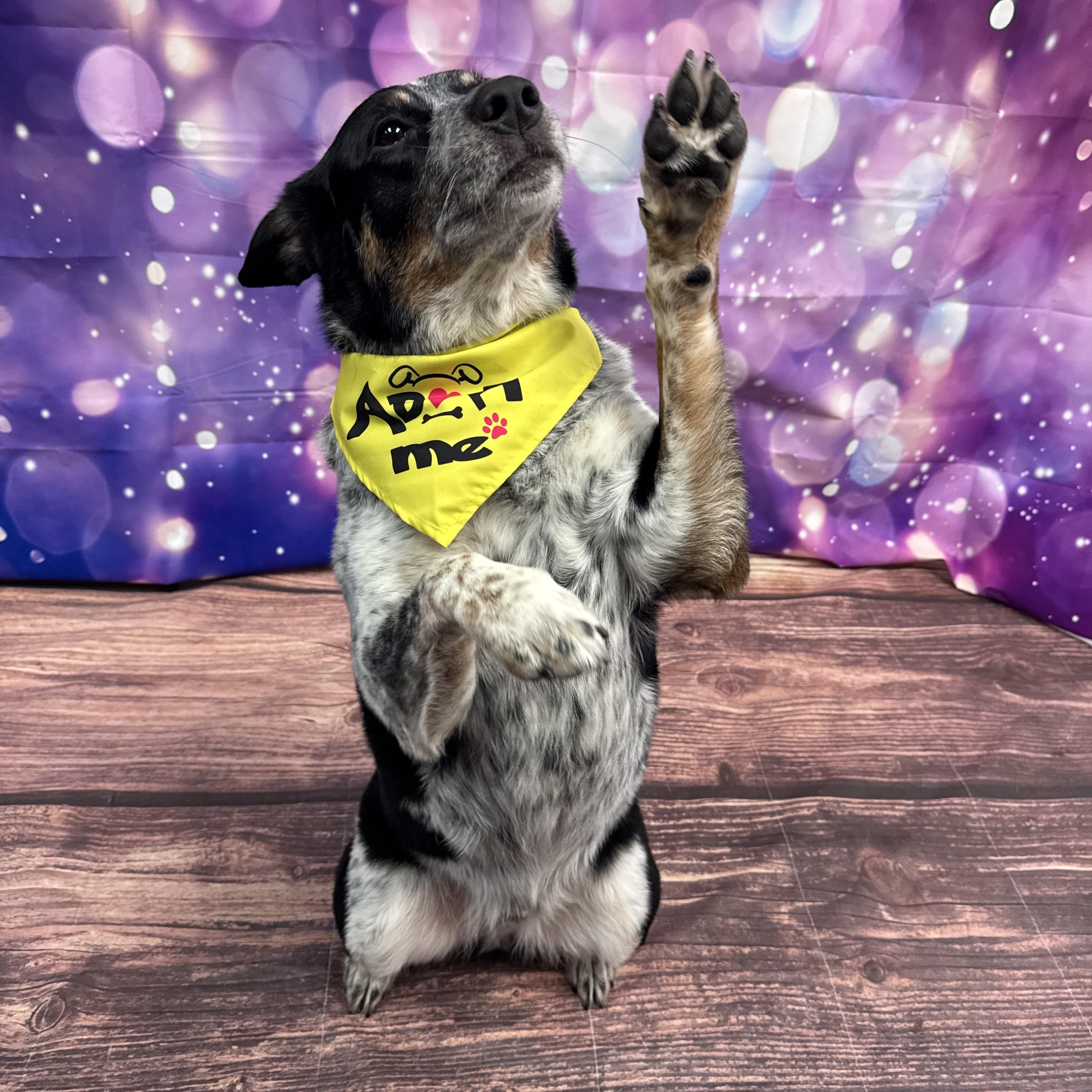 Enlarge Diego, an adoptable mixed breed in Warrenville, IL image 2/5