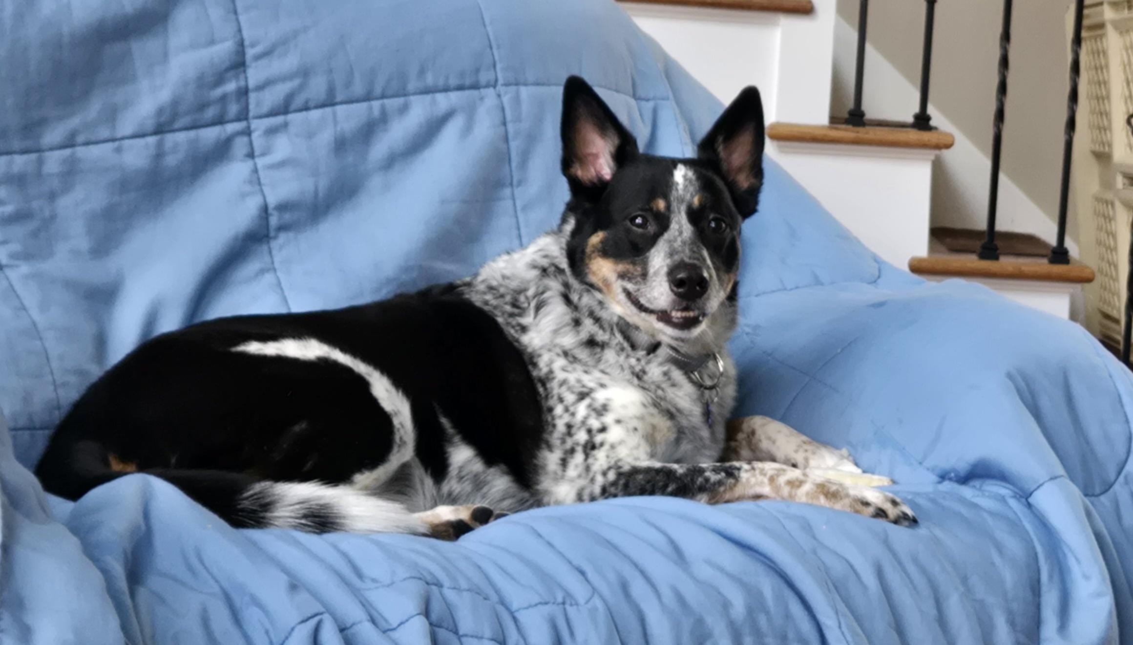 Enlarge Diego, an adoptable mixed breed in Warrenville, IL image 3/5