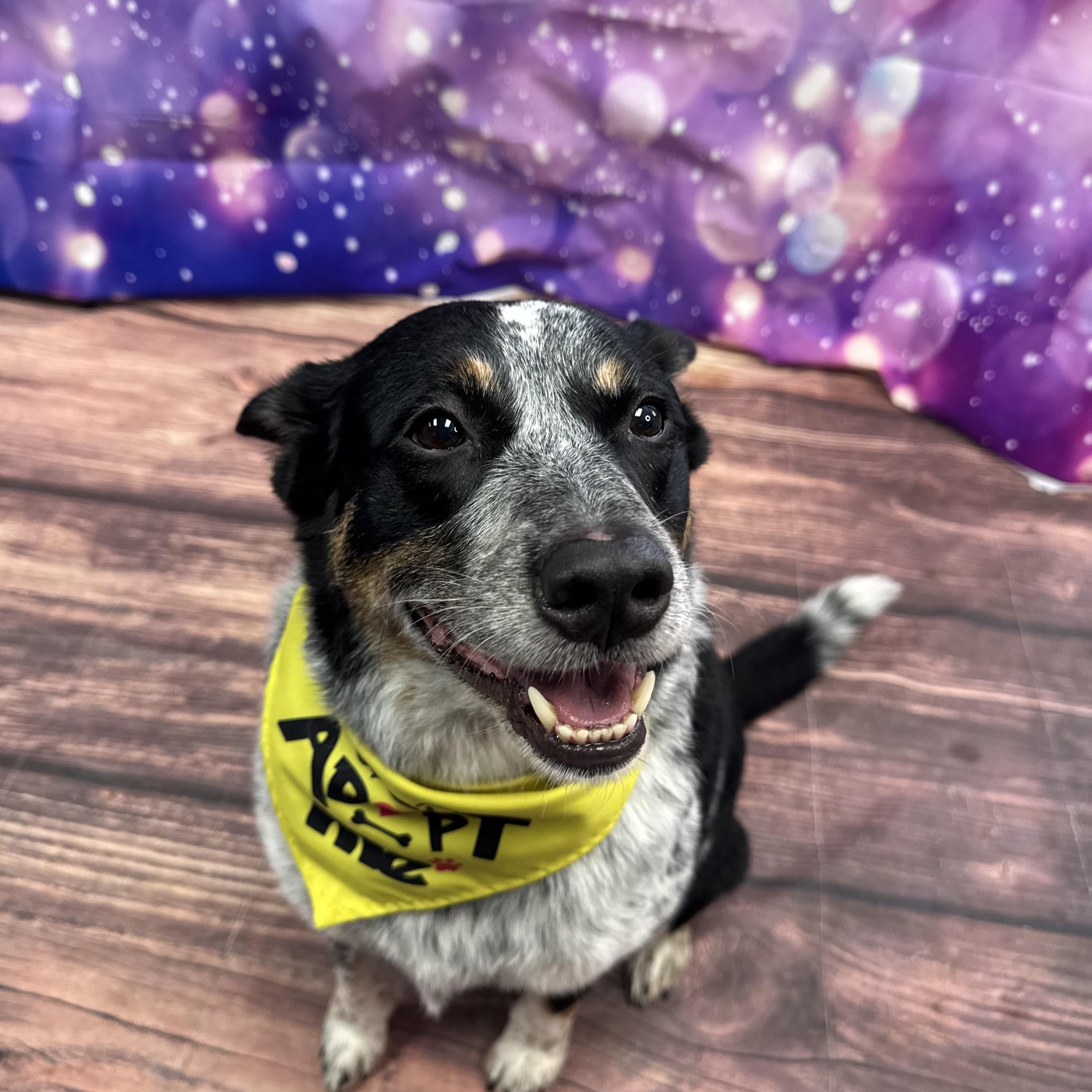 Diego, adoptable, Adult Male Australian Cattle Dog / Blue Heeler.