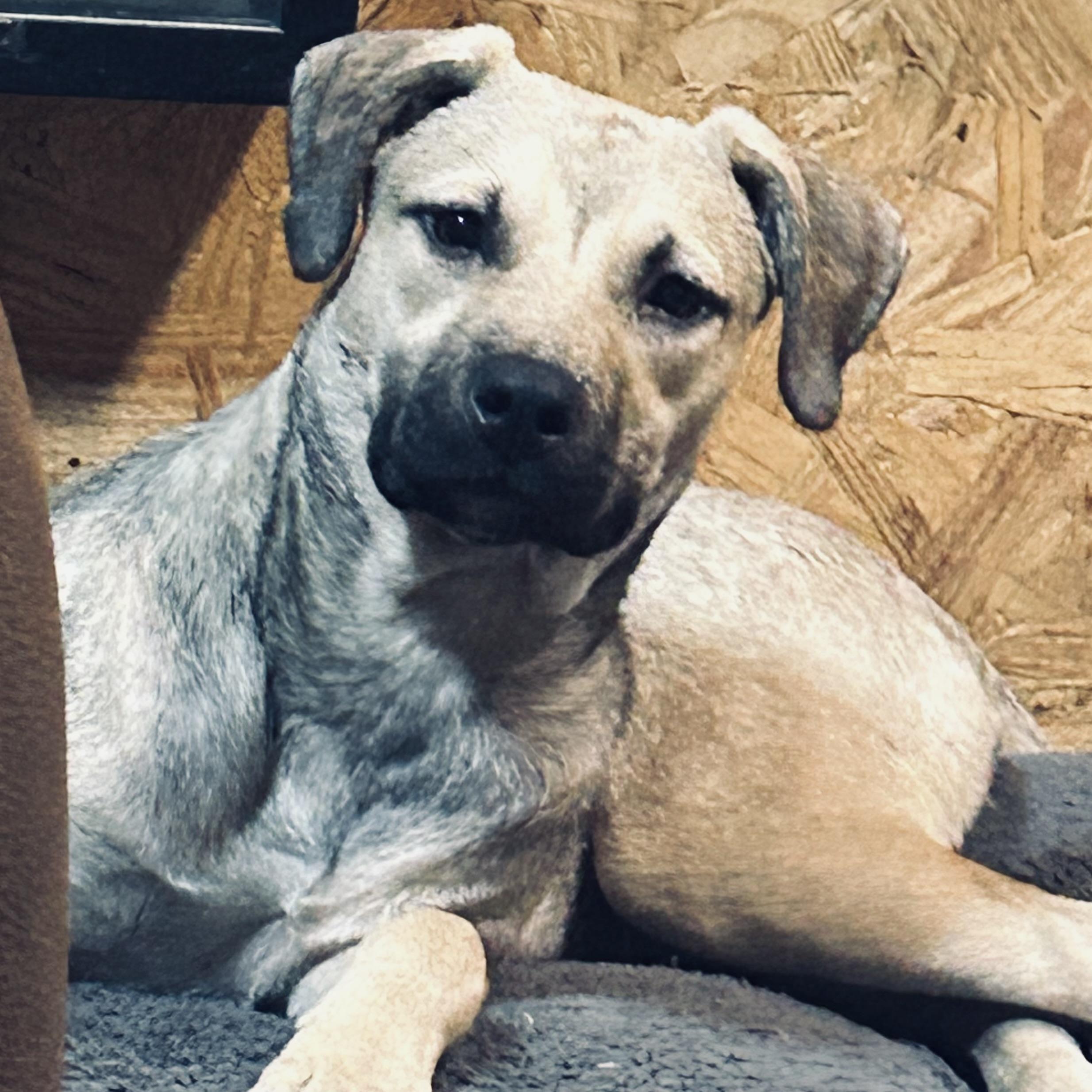 Smores-Video attached., an adopted mixed breed in Jackson, TN image 5/6