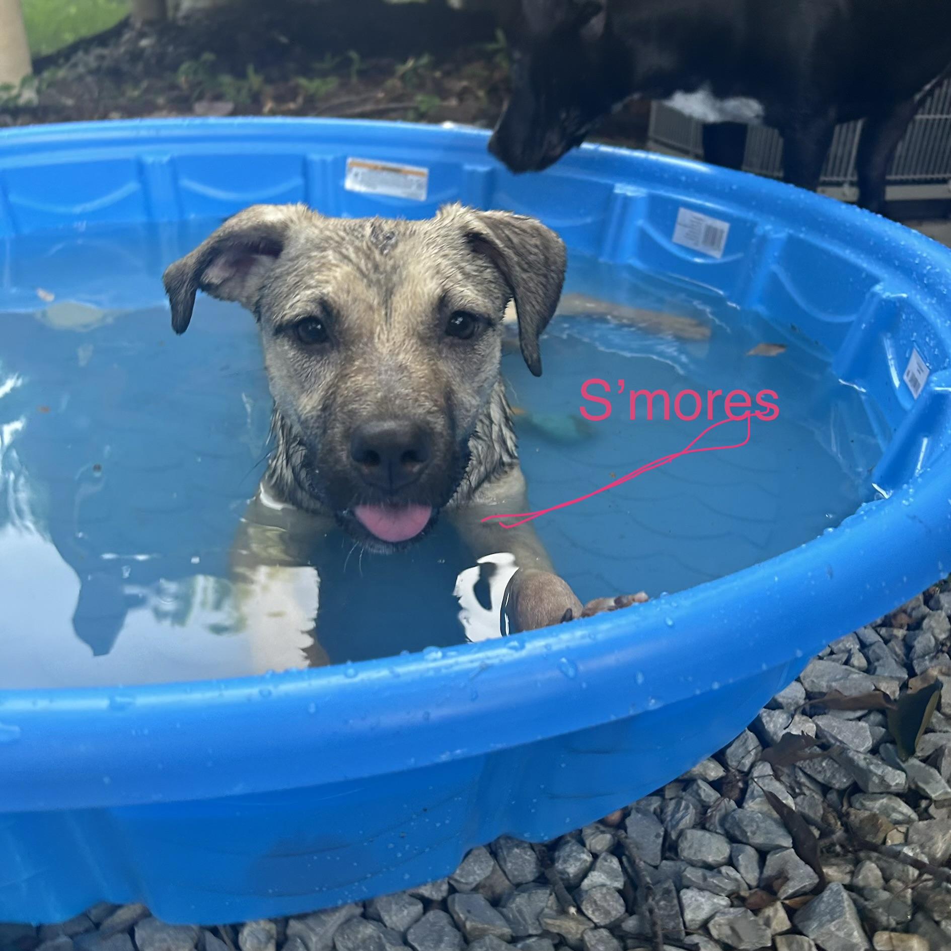 Smores-Video attached., an adopted mixed breed in Jackson, TN image 4/6