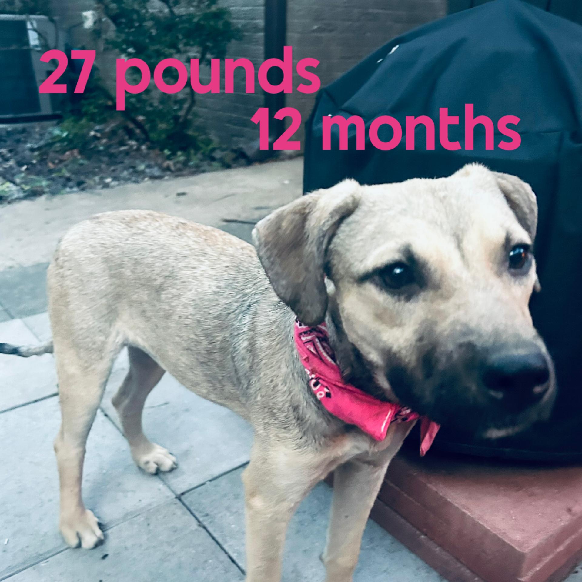 Smores-Video attached., an adopted mixed breed in Jackson, TN image 2/6