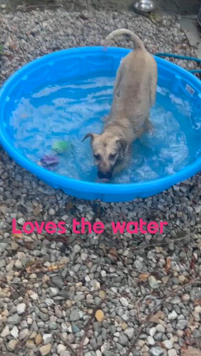 Enlarge Smores-Video attached., an adopted mixed breed in Jackson, TN video 6/6