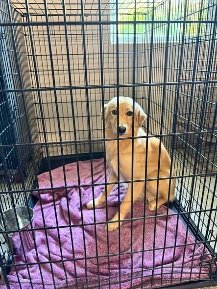 Siro, Adoptable, Young Male Golden Retriever.