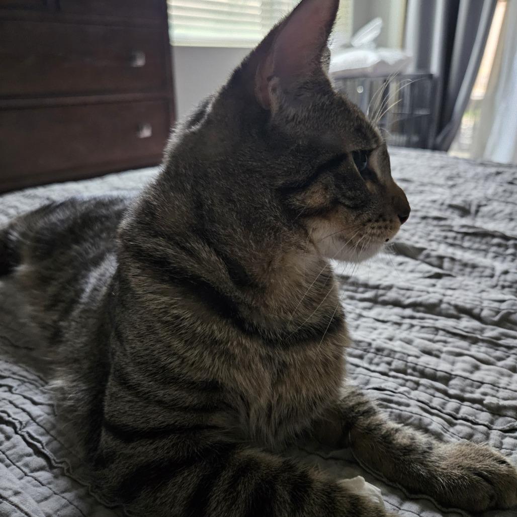 Enlarge Teddy, a Adoptable Domestic Short Hair in Las Vegas, NV image 3/5