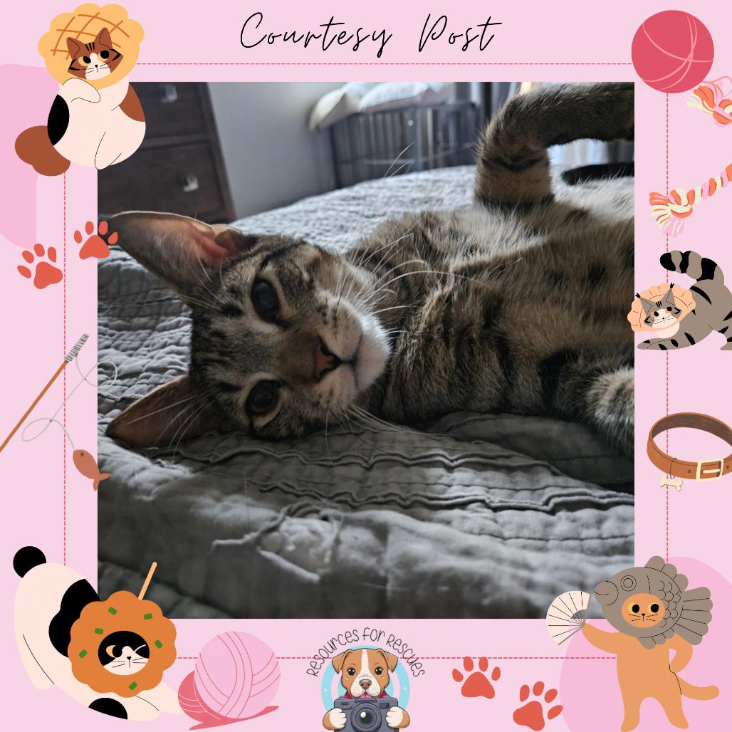 Teddy, Adoptable, Young Male Domestic Short Hair.