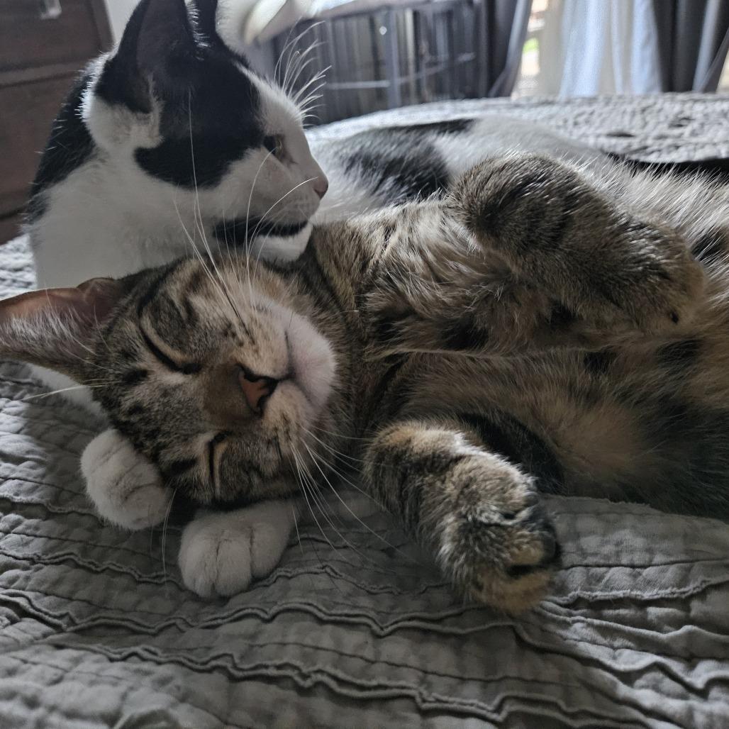 Enlarge Teddy, a Adoptable Domestic Short Hair in Las Vegas, NV image 4/5