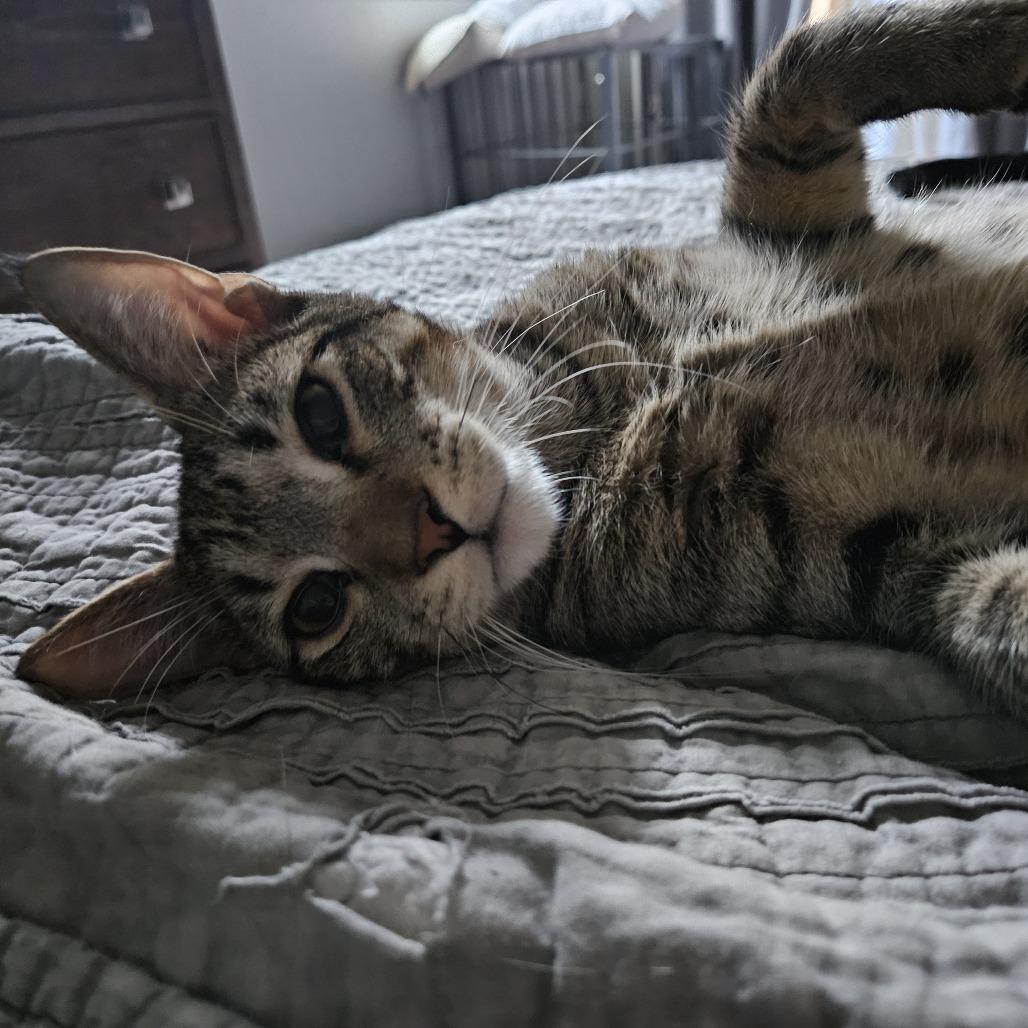 Enlarge Teddy, a Adoptable Domestic Short Hair in Las Vegas, NV image 5/5