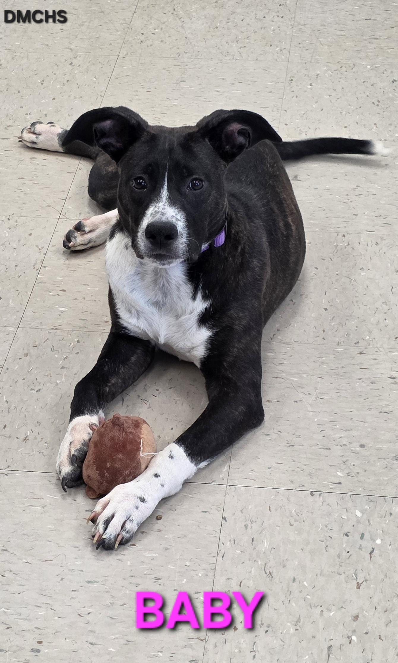 Baby, Adoptable, Young Female Terrier & Mixed Breed.