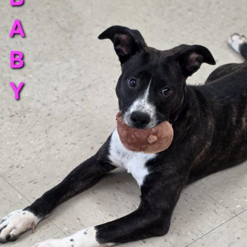 Enlarge Baby, a Adoptable mixed breed in Burlington, IA image 1/5