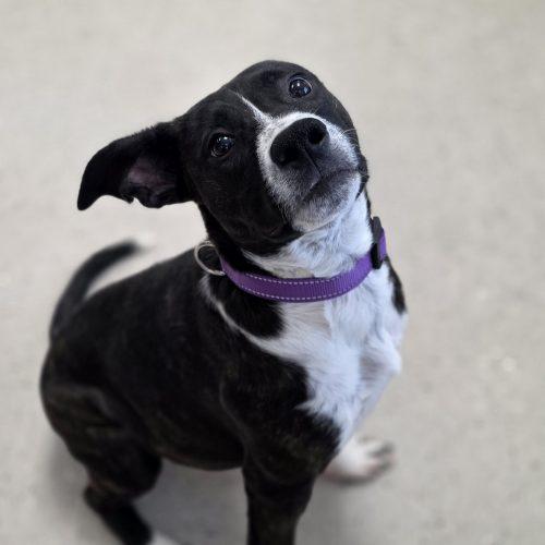 Enlarge Baby, a Adoptable mixed breed in Burlington, IA image 2/5