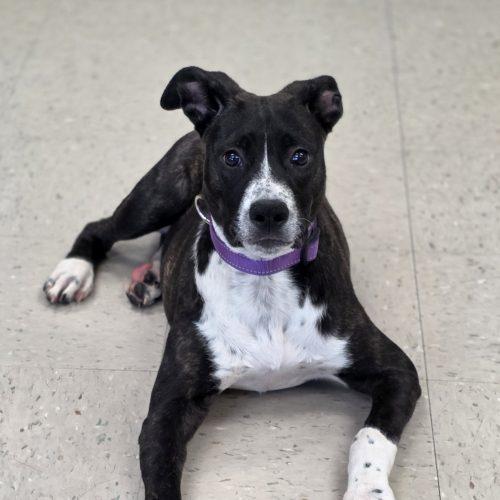 Enlarge Baby, a Adoptable mixed breed in Burlington, IA image 3/5