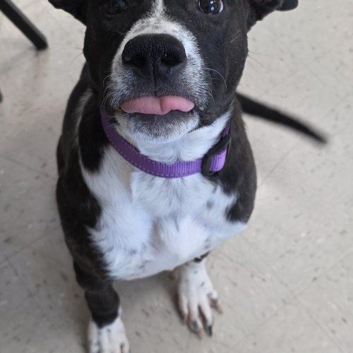 Enlarge Baby, a Adoptable mixed breed in Burlington, IA image 4/5