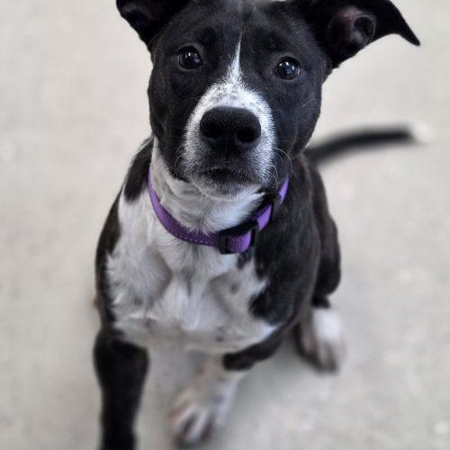 Enlarge Baby, a Adoptable mixed breed in Burlington, IA image 5/5