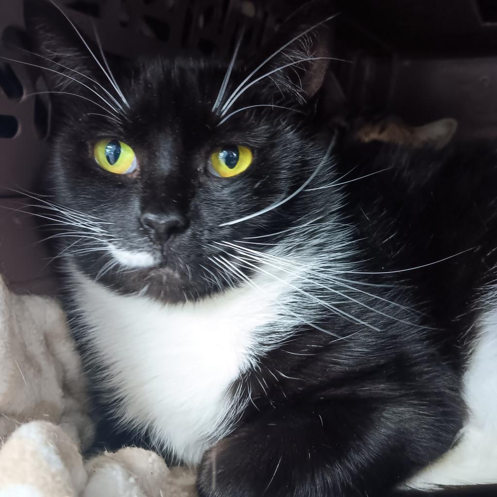 Enlarge Clover (Working Cat), a Adoptable Domestic Short Hair in East Smithfield , PA image 1/6