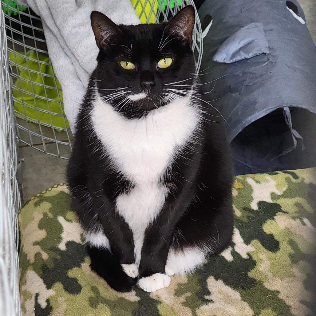 Enlarge Clover (Working Cat), a Adoptable Domestic Short Hair in East Smithfield , PA image 2/6