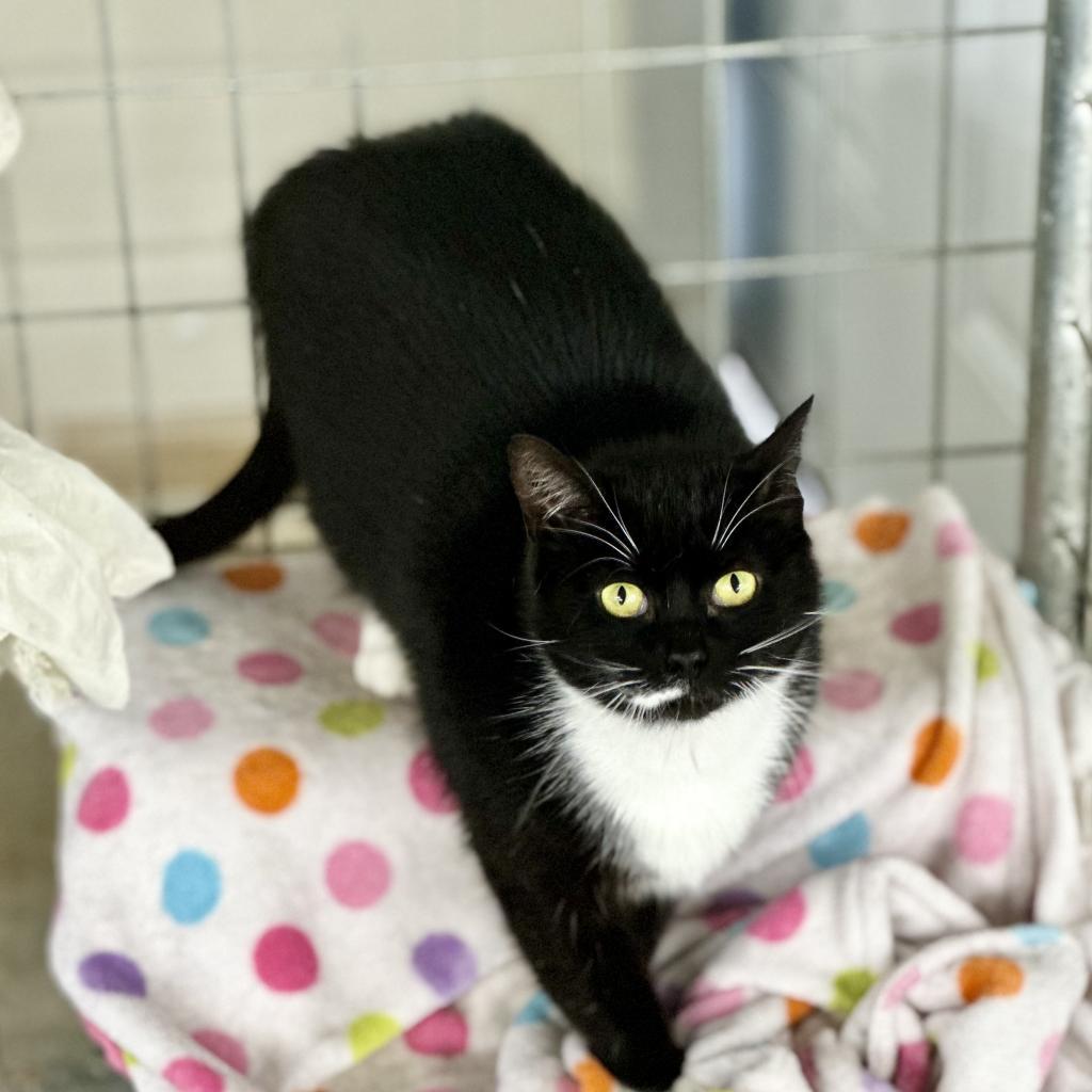 Enlarge Clover (Working Cat), a Adoptable Domestic Short Hair in East Smithfield , PA image 3/6