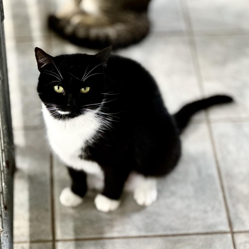 Enlarge Clover (Working Cat), a Adoptable Domestic Short Hair in East Smithfield , PA image 4/6