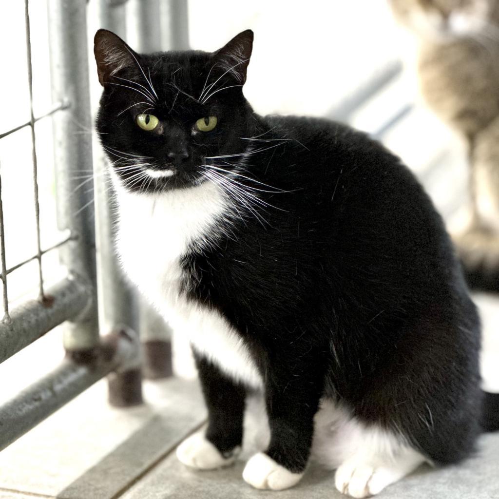 Enlarge Clover (Working Cat), a Adoptable Domestic Short Hair in East Smithfield , PA image 6/6