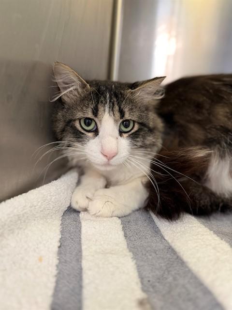 ZINGER, Adoptable, Young Male Domestic Long Hair.