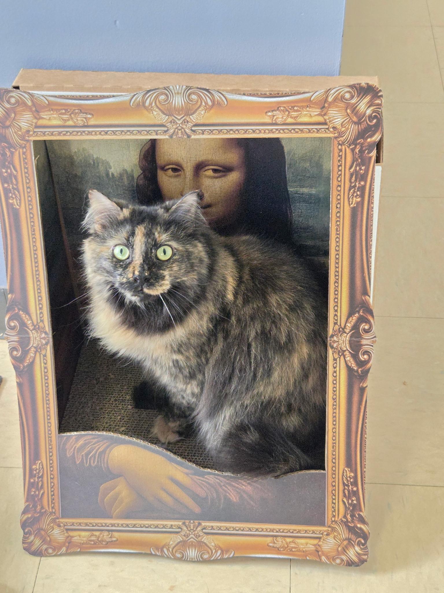 Enlarge Myra, an adoptable Domestic Long Hair in Warwick, RI image 4/5