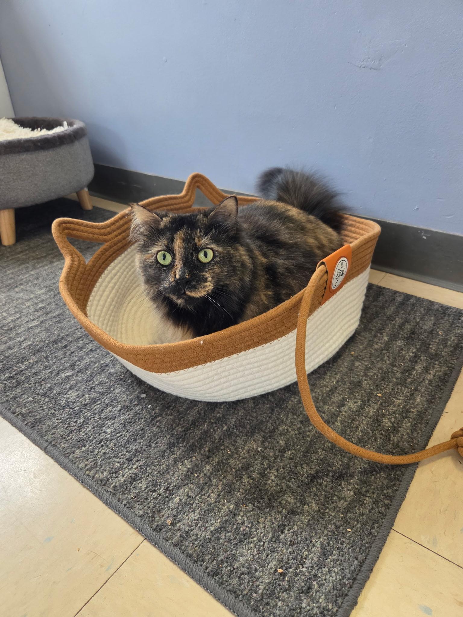 Enlarge Myra, an adoptable Domestic Long Hair in Warwick, RI image 5/5