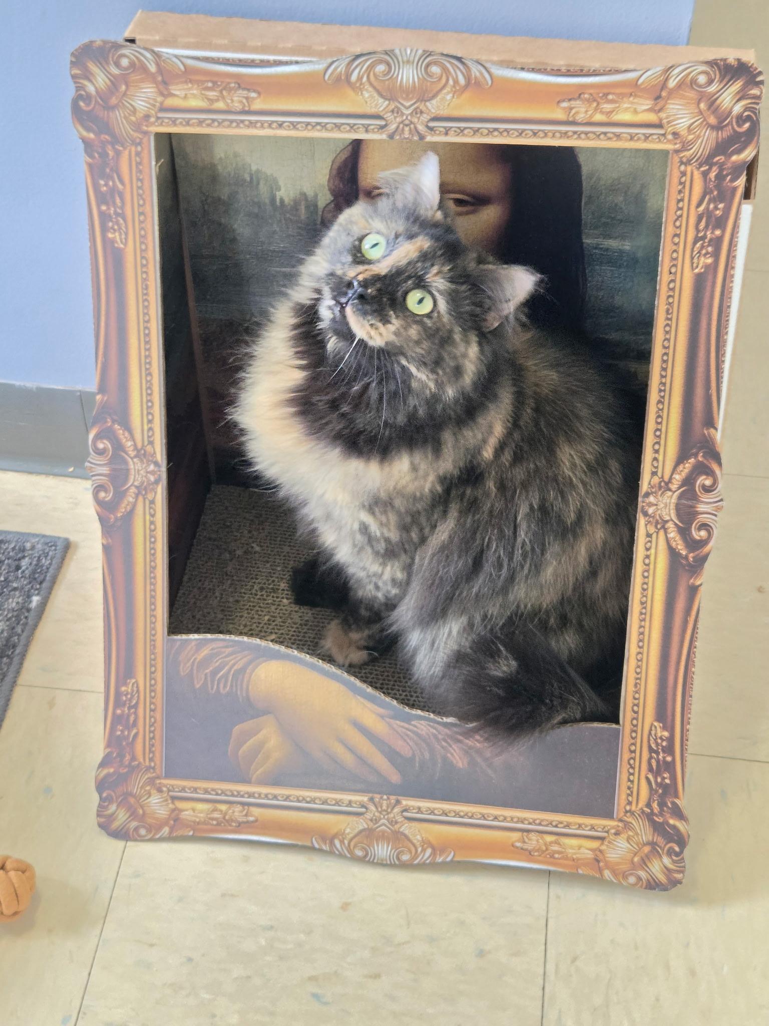 Enlarge Myra, an adoptable Domestic Long Hair in Warwick, RI image 1/5