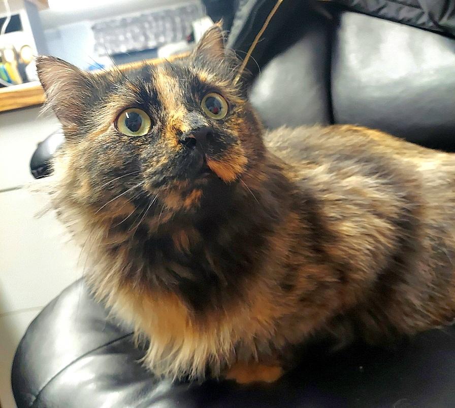 Enlarge Myra, an adoptable Domestic Long Hair in Warwick, RI image 4/4