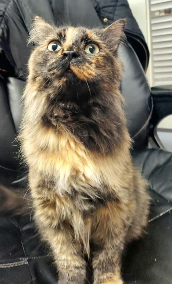 Enlarge Myra, an adoptable Domestic Long Hair in Warwick, RI image 2/4