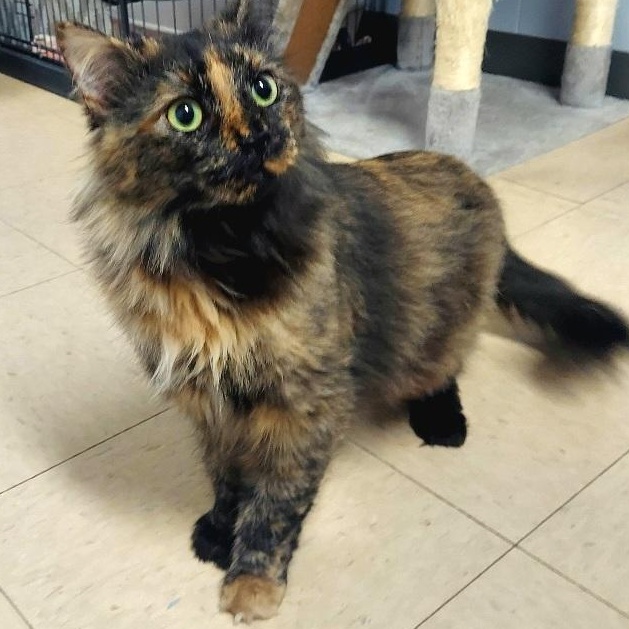 Myra, adoptable, Adult Female Domestic Long Hair.