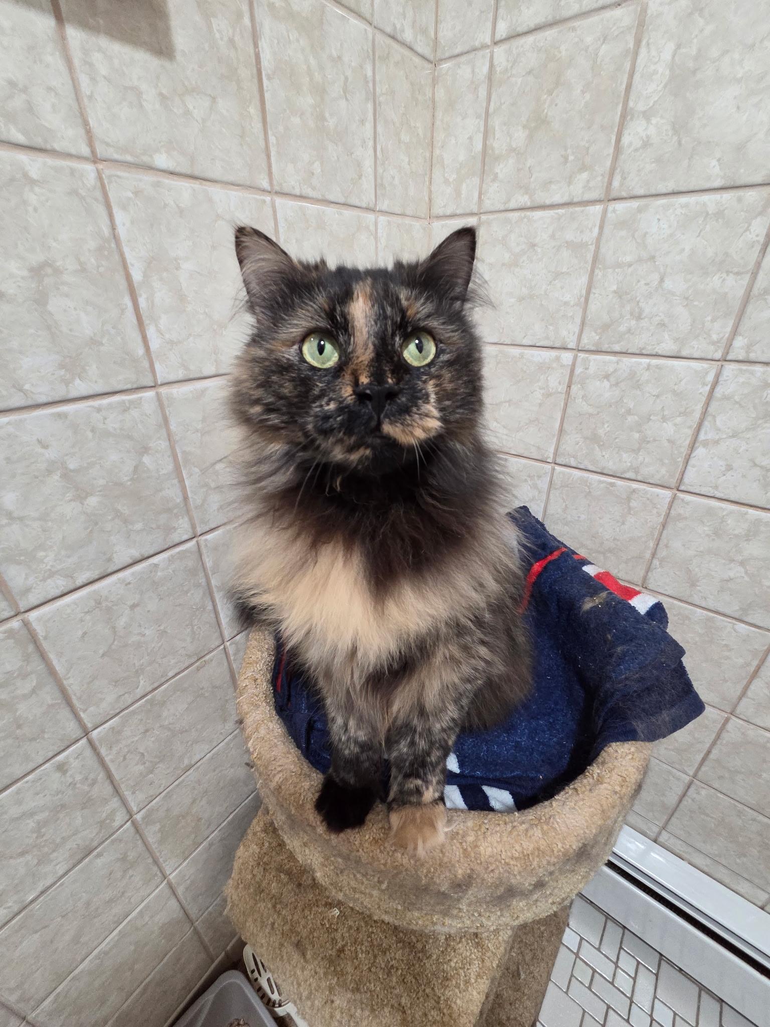 Enlarge Myra, an adoptable Domestic Long Hair in Warwick, RI image 3/5