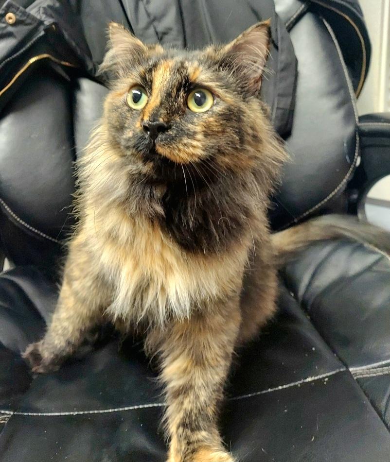 Enlarge Myra, an adoptable Domestic Long Hair in Warwick, RI image 3/4