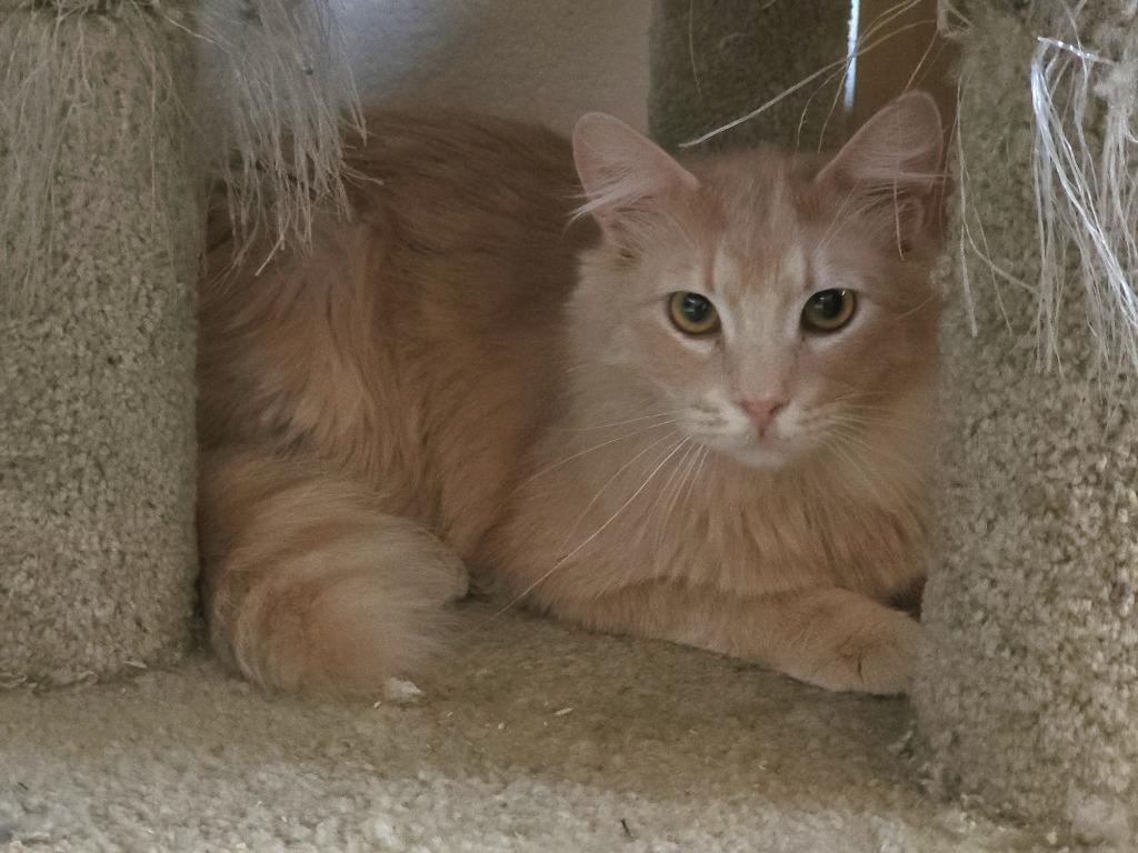 Enlarge Enigma, a Adoptable mixed breed in Peoria, AZ image 1/1