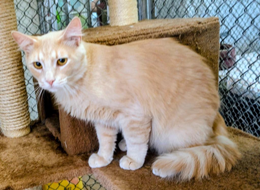 Enlarge Enigma / Sacha, a Adoptable mixed breed in Peoria, AZ image 2/2
