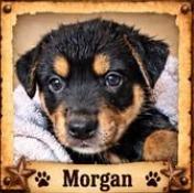 Morgan Earp, Adoptable, Puppy Male Mixed Breed.