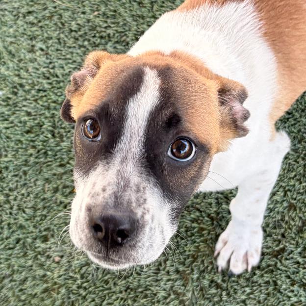 Enlarge Bram, a Adoptable mixed breed in Blairsville, GA image 2/6