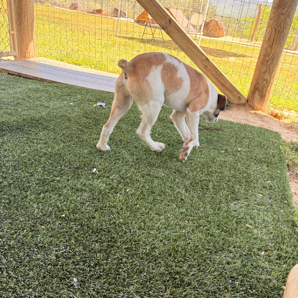 Enlarge Bram, a Adoptable mixed breed in Blairsville, GA image 3/6