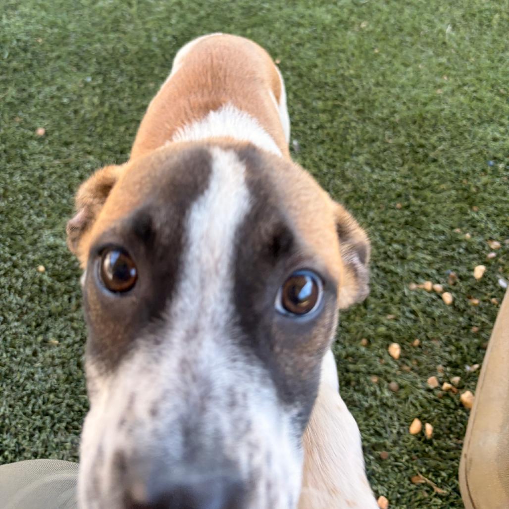 Enlarge Bram, a Adoptable mixed breed in Blairsville, GA image 4/6