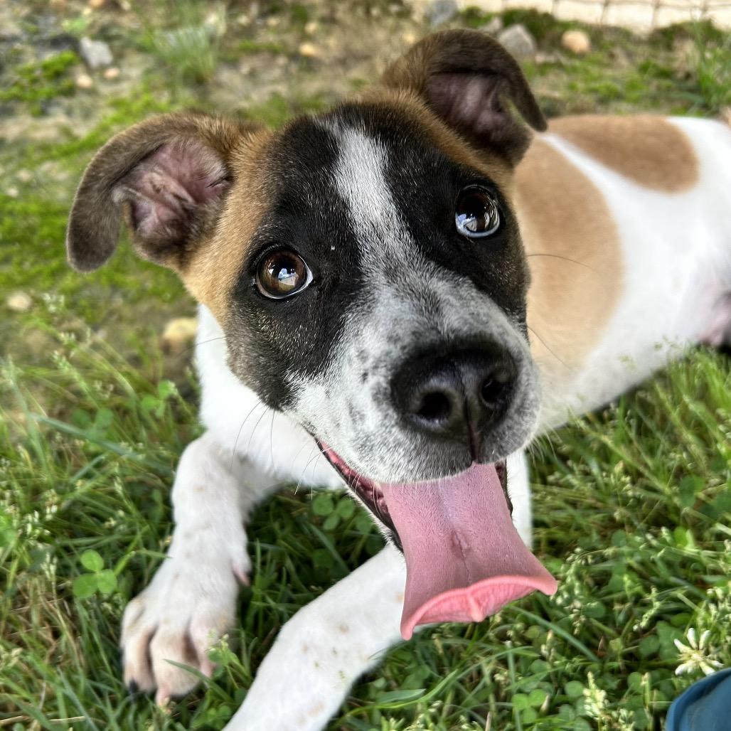 Enlarge Bram, a Adoptable mixed breed in Blairsville, GA image 5/6