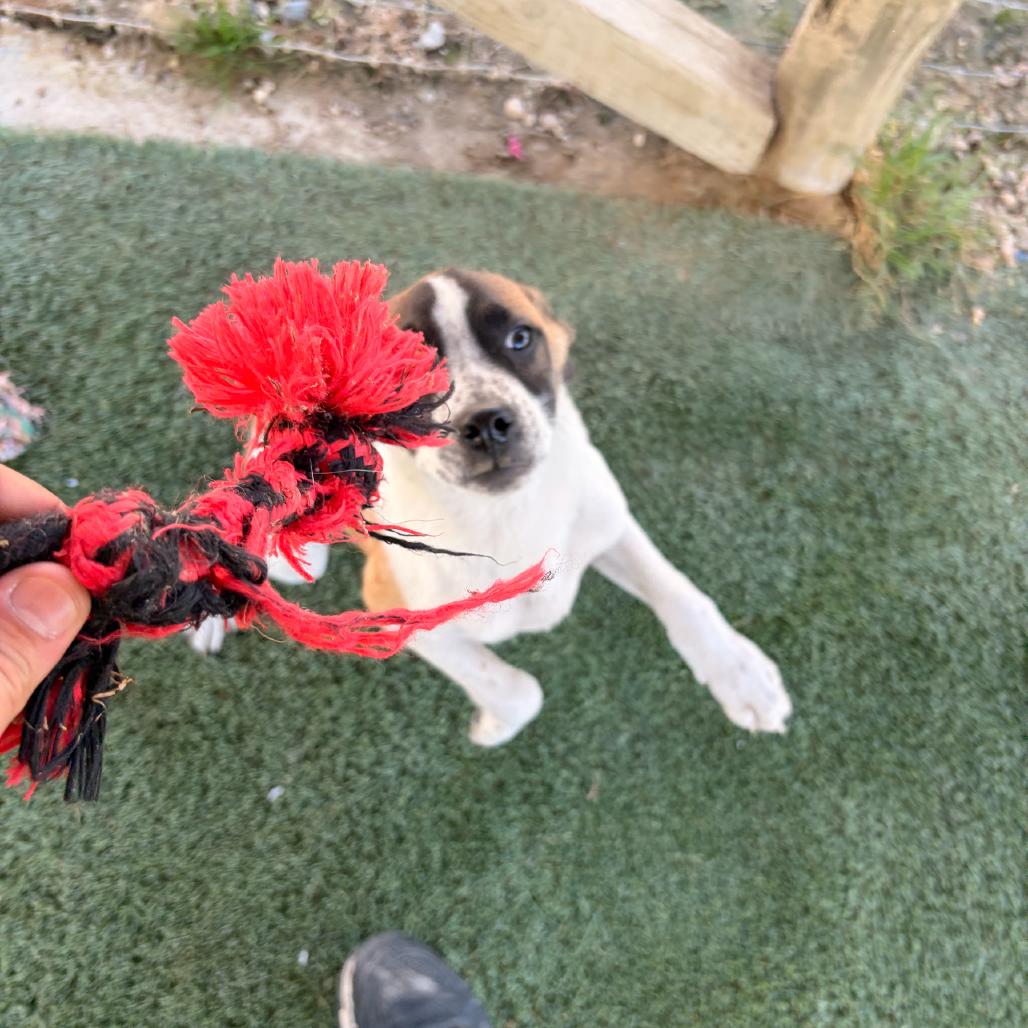 Enlarge Bram, a Adoptable mixed breed in Blairsville, GA image 6/6