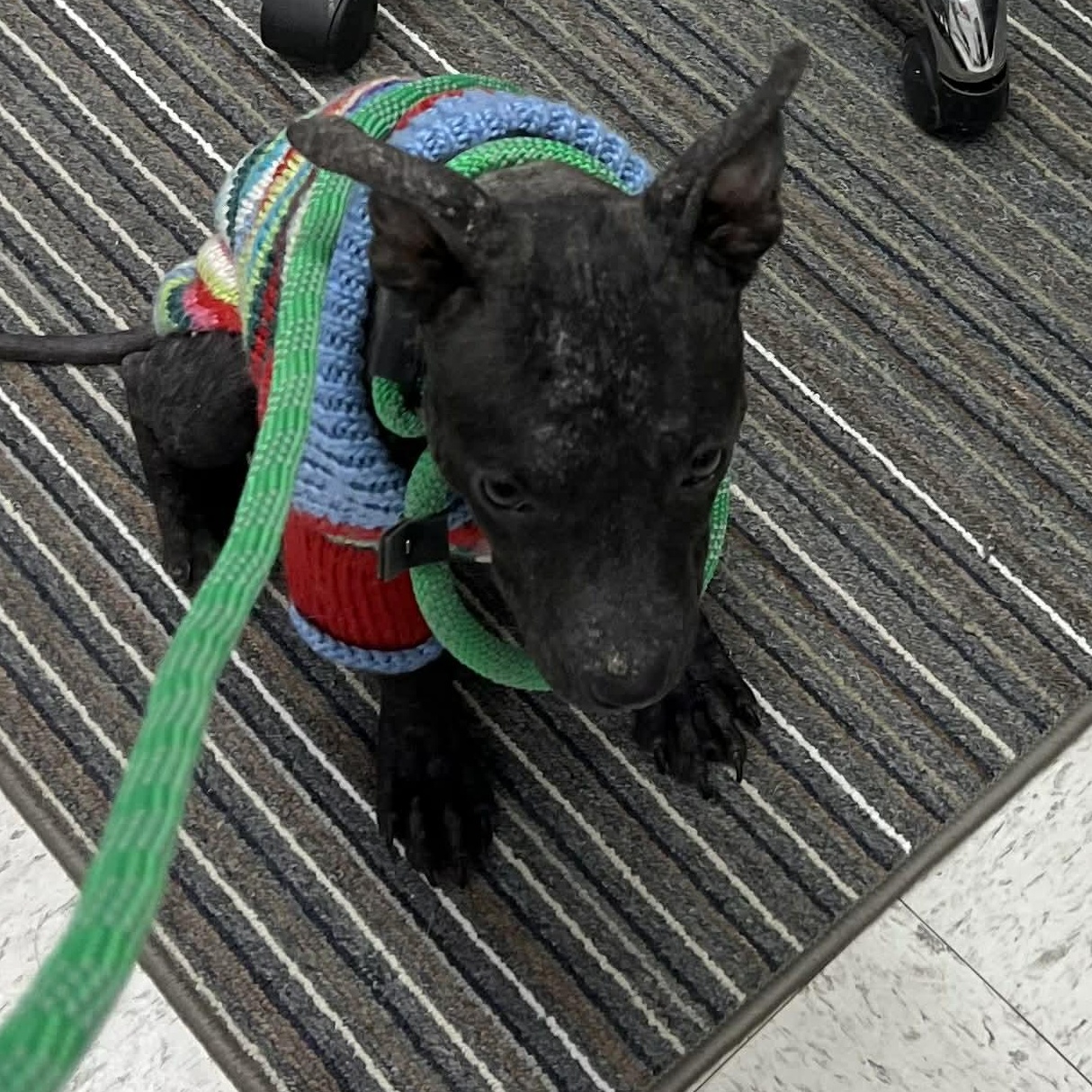 Rumi , ADOPTABLE, Young Female Mixed Breed.