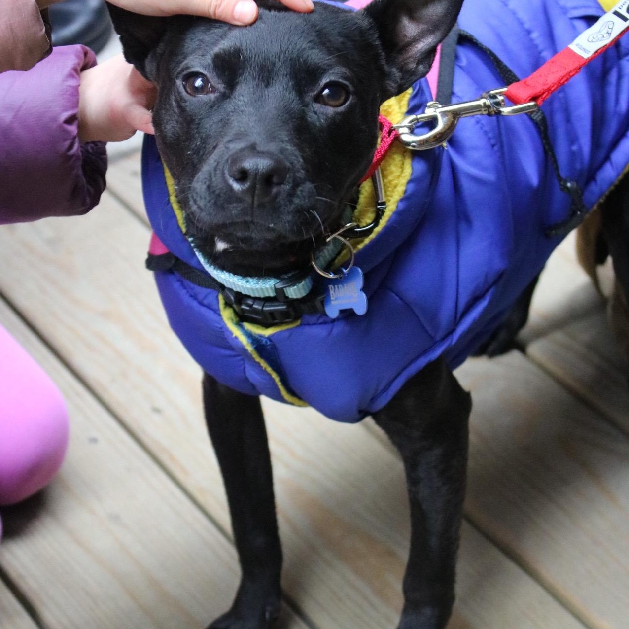 Enlarge Rumi , an adopted Mixed Breed in Brooklyn, NY image 1/3