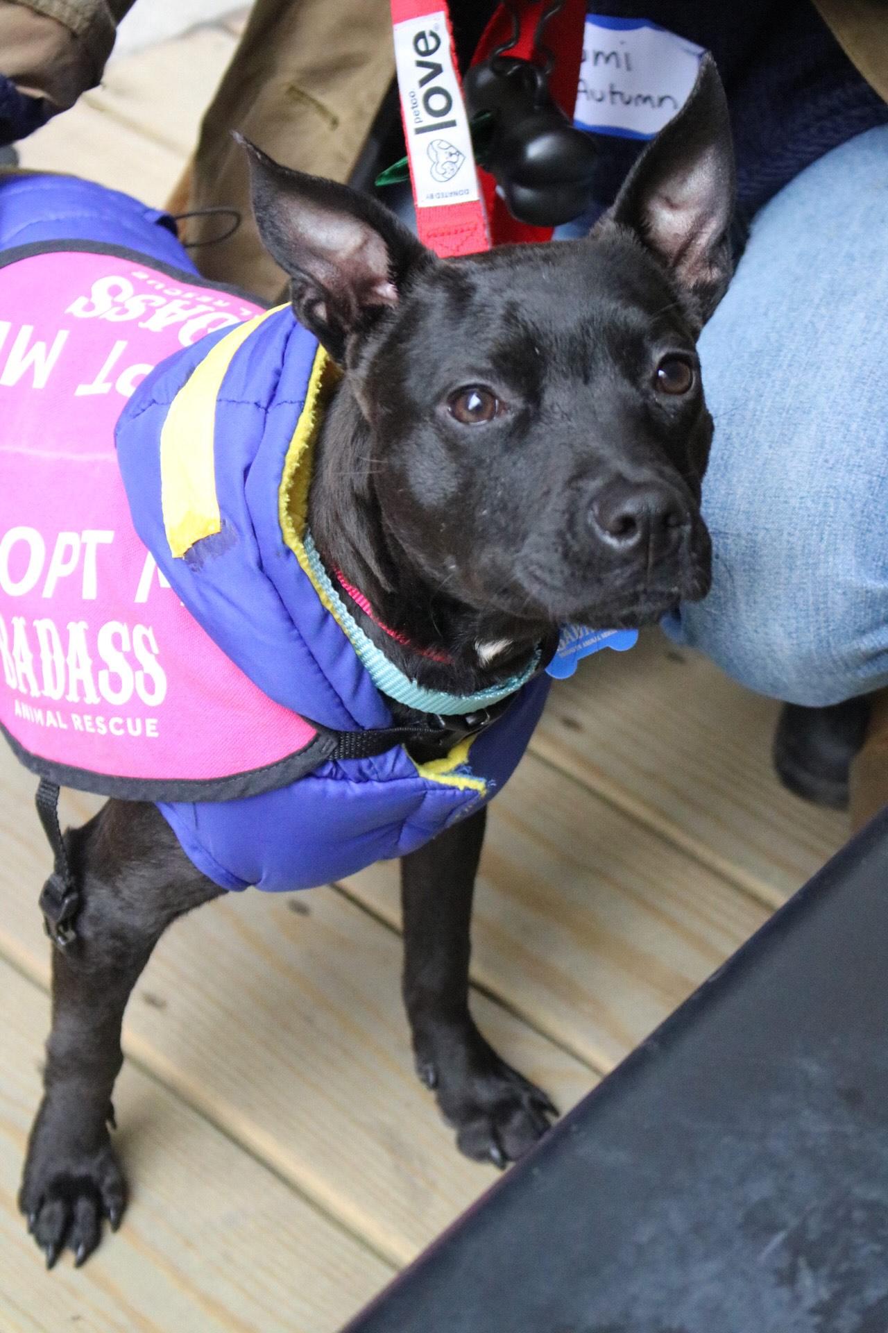 Enlarge Rumi , an adopted Mixed Breed in Brooklyn, NY image 3/3