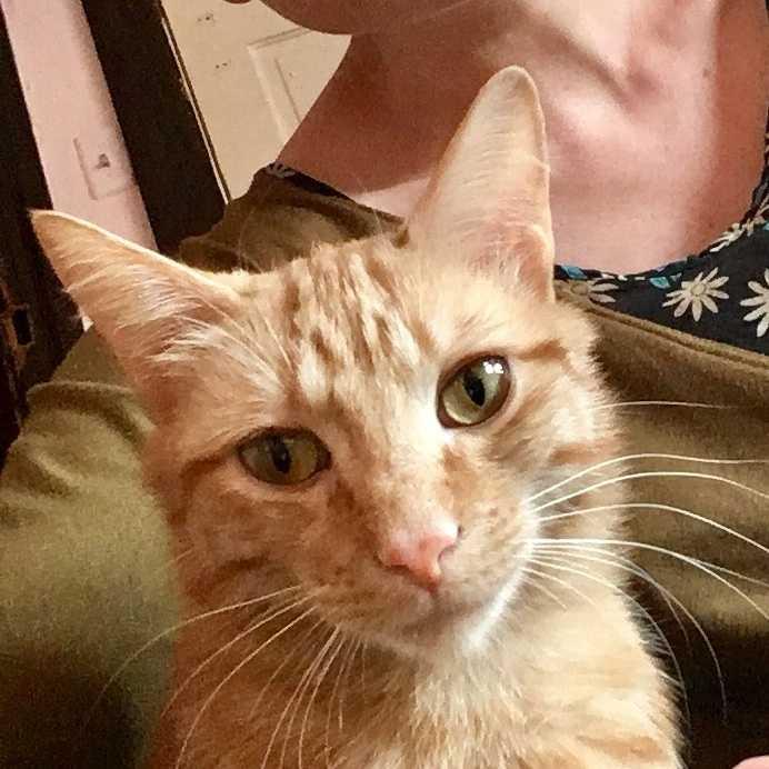 Stimpy (was Dasher) (MISSING), Adopted, Young Male Domestic Short Hair.