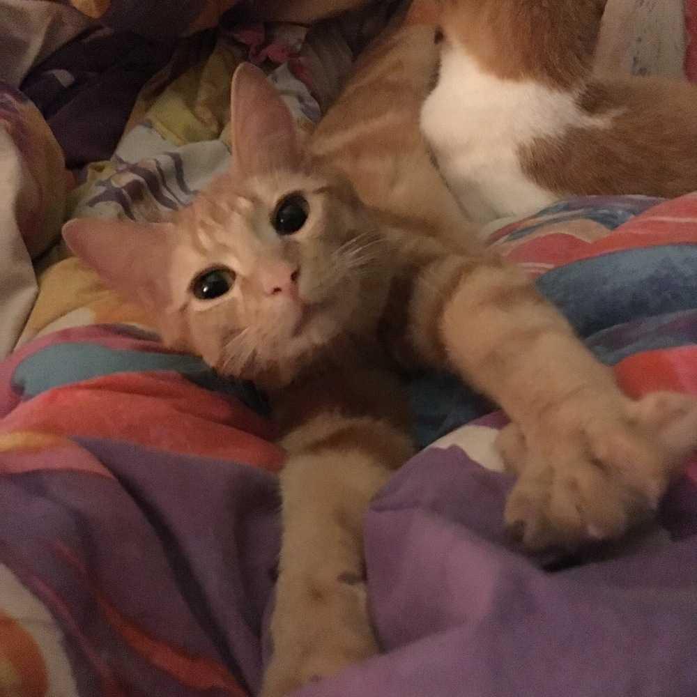 Enlarge Stimpy (was Dasher) (MISSING), a Adopted Domestic Short Hair in Ferndale, MI image 2/6