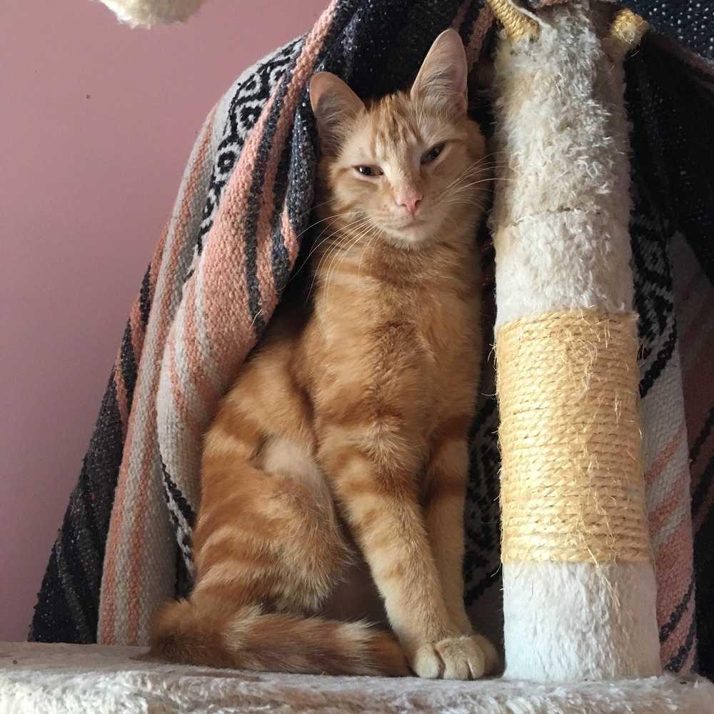 Enlarge Stimpy (was Dasher) (MISSING), a Adopted Domestic Short Hair in Ferndale, MI image 3/6