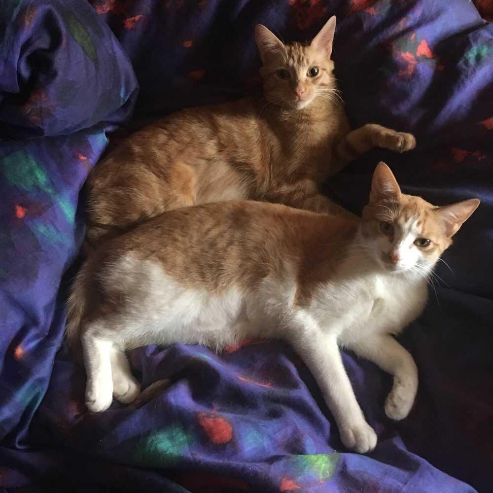 Enlarge Stimpy (was Dasher) (MISSING), a Adopted Domestic Short Hair in Ferndale, MI image 6/6