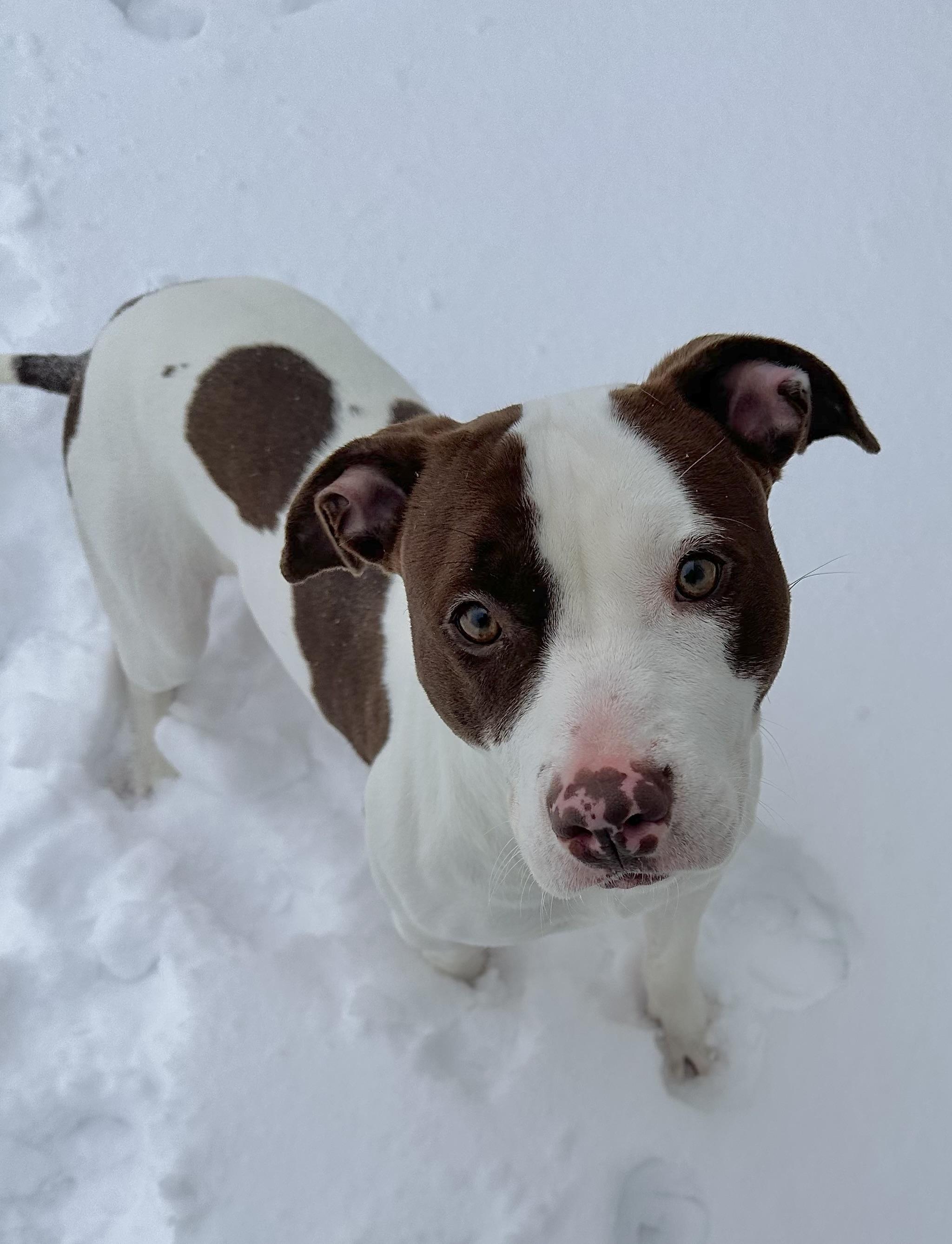 Basil, a ADOPTABLE mixed breed in Wallingford, CT image 1/4
