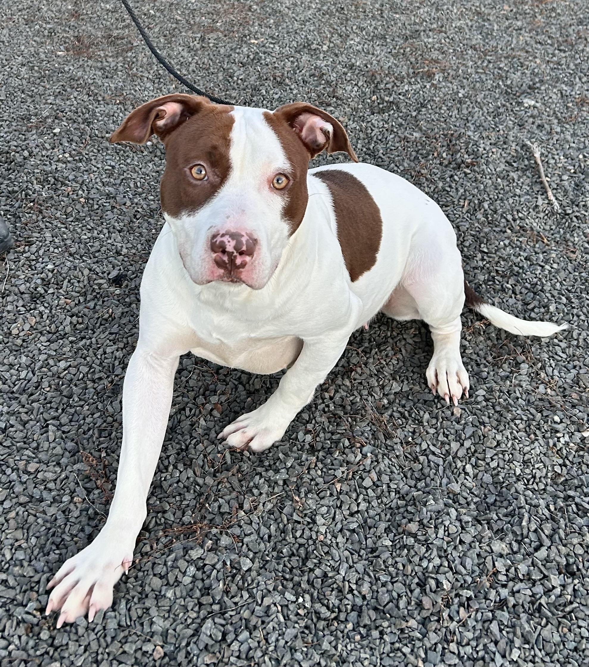 Basil, a ADOPTABLE mixed breed in Wallingford, CT image 2/4