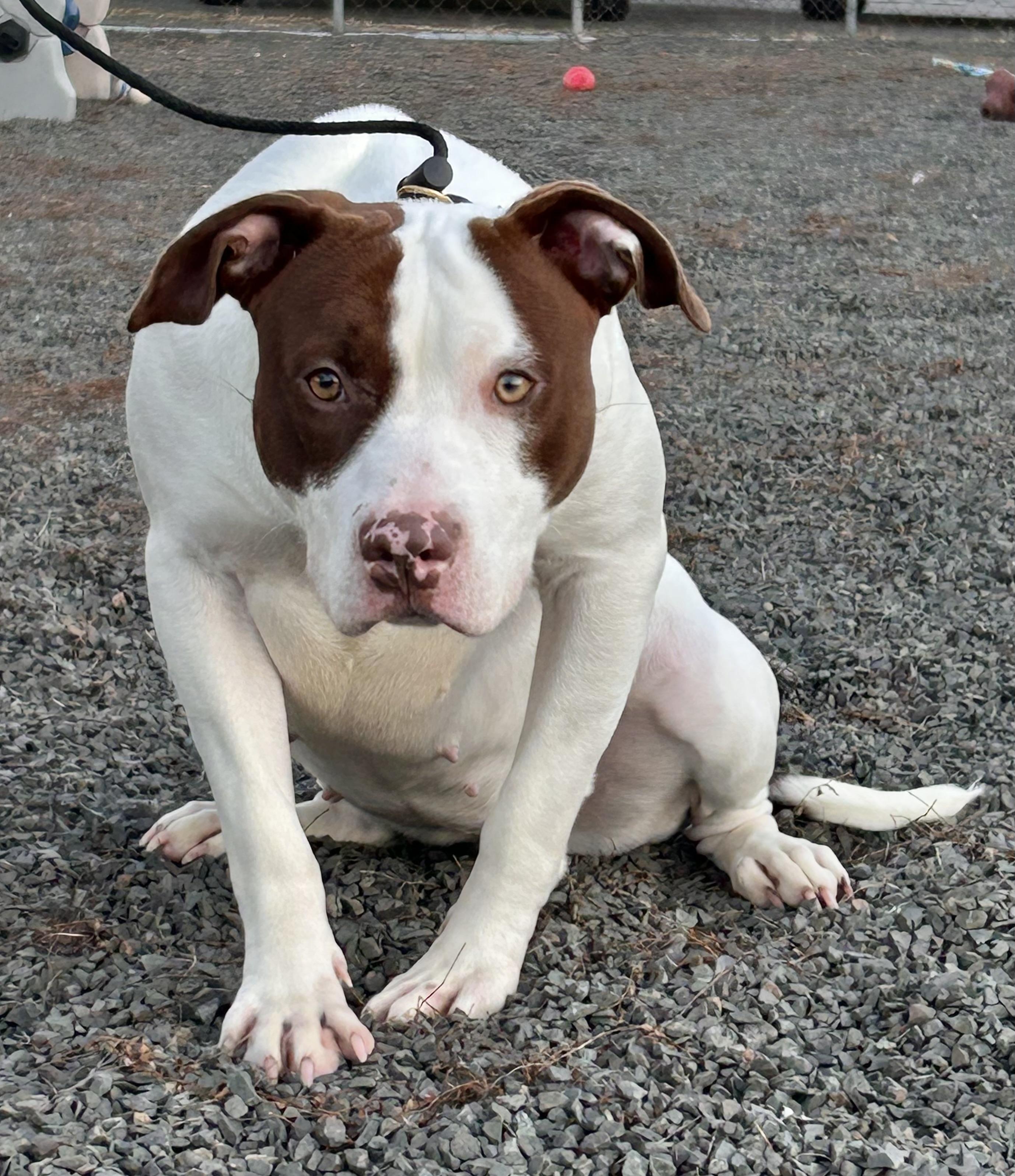 Basil, a ADOPTABLE mixed breed in Wallingford, CT image 4/4